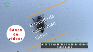 🟣Insecto coleóptero o insecto Gorgojo sobre pared 18 noviembre 2023