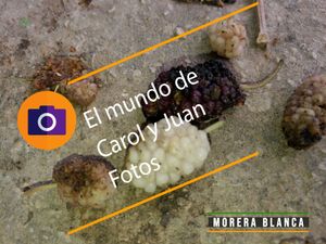 ⚫ Morera blanca frutos 10 mayo 2024