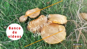🟣 Níscalo 1 octubre 2023