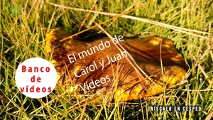 🟣Níscalo en cesped 18 noviembre 2023