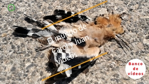🟣 Aves. Abubilla atropellada en Valencia 16may22