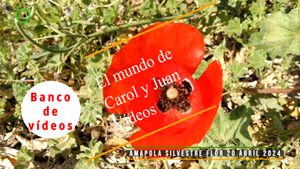 🟣Amapola silvestre flor 20 abril 2024
