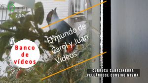 🟣Curruca cabecinegra peleándose consigo misma 16 abril 2024
