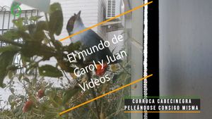 🔴 Curruca cabecinegra peleándose consigo misma 16 abril 2024