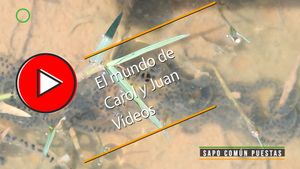 🔴 Sapo común puestas 14 junio 2024