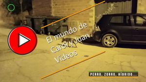 🔴¿Perro, zorro, híbrido? 