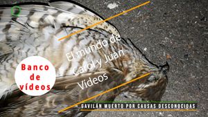 🟣Gavilán muerto por causas desconocidas 15 febrero 2024