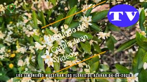🔵 Los limoneros muestran sus flores de azahar 04-04-2025