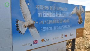 🟢 Conoce algunos de los primillares que gestiona GREFA