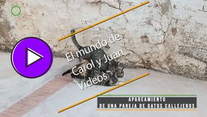 🟣Apareamiento de una pareja de gatos callejeros 02-02-2025