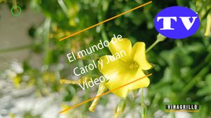 🔵Vinagrillo 05-02-2025