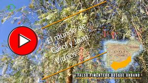🔴Falso pimentero bosque urbano en Marines nuevo 26-10-24