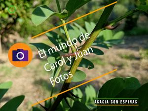 ⚫Acacia con espinas 4 agosto 2024