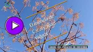 🟣Árbol del paraíso en invierno 09-02-2025