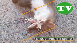 🔵Garduña atropellada en Gestalgar 4 julio 2024