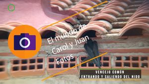 ⚫ Vencejo común entrando y saliendo del nido 22 mayo 2024