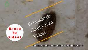 🟣Iris oratoria ooteca sobre pared blanca 20 abril 2024
