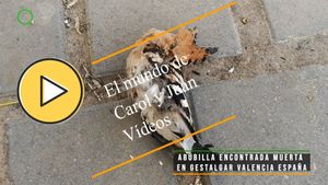 🟣Abubilla encontrada muerta en Gestalgar Valencia España 10 mayo 2024
