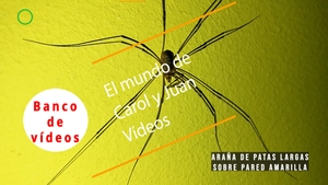 🟣Araña de patas largas sobre pared amarilla