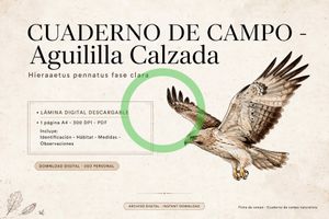 🪶Avistamiento aguililla calzada 15082026 "coleccionable"