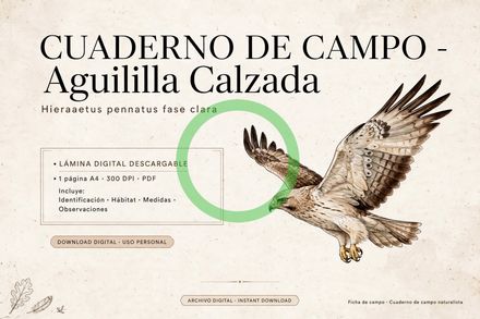 🪶Avistamiento aguililla calzada 15082026 "coleccionable"