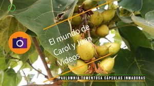 ⚫ Paulownia tomentosa cápsulas vacías y cápsulas inmaduras 15 septiembre 2023