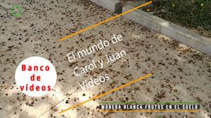 🟣 Morera blanca frutos en el suelo 10 mayo 2024