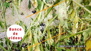 🟣 Tomatillos del diablo 2, 30 octubre 2021