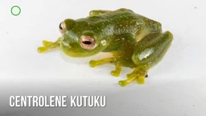 🟢Descubren una nueva especie de rana de cristal en la Amazonía ecuatoriana 14 julio 2024