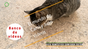 🟣Gato doméstico callejero comiendo ratón 30 noviembre 2023