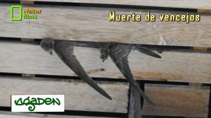 🟢 Muerte de vencejos 31 julio 2018