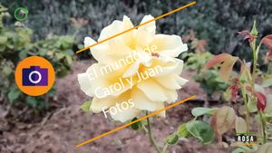 ⚫ Rosas 11 junio 2024