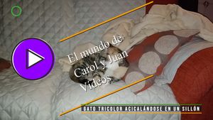 🟣Gato tricolor acicalándose en un sillón 30-01-2025