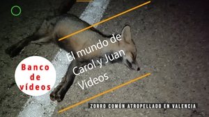 🟣Zorro común atropellado en Valencia 24 enero 2024