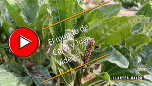 🔴Llantén mayor 24-02-2025