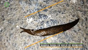 ⚫ Babosa parda en suelo de hormigón 31 marzo 2024