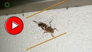 🔴Saltamontes de noche sobre pared blanca 26-09-2024
