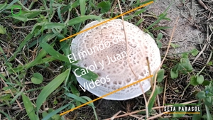 🔴 Seta parasol 13 septiembre 2023