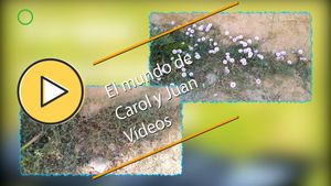 🟣Impacto del veneno en la convolvolus 3 junio 2024