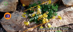 ⚫Vinagrillo en muro de piedras