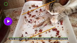 🟣 Gato doméstico da caza y se come una langosta egipcia 17042025