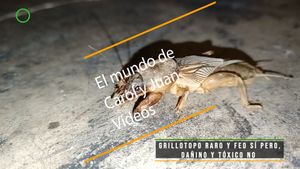 🟢 Grillotopo raro y feo SÍ pero, dañino y tóxico NO 7 abril 2024