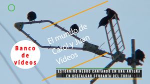 🟣Estornino negro cantando en una antena de Gestalgar Serranía del Turia 18 marzo 2024
