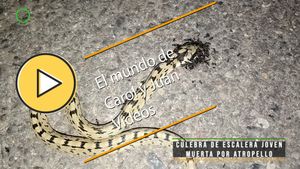 🟣Culebra de escalera joven muerta por atropello 4 julio 2024