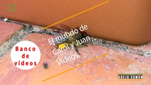 🟣 Abeja en serios problemas 8 septiembre 2023