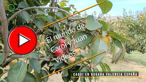 🔴Caqui en Bugarra 27 septiembre 2024