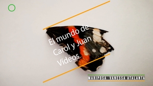 🔴 Mariposa Vanessa atalanta. La mariposa oscura con tonos naranjas y blancos