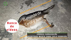 🟣 Curruca carrasqueña encontrada muerta sobre suelo hormigón 6 abril 2024