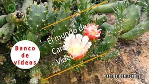 🟣 Cactus con flores 16 octubre 2023