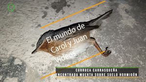 ⚫ Curruca carrasqueña encontrada muerta sobre suelo hormigón 6 abril 2024